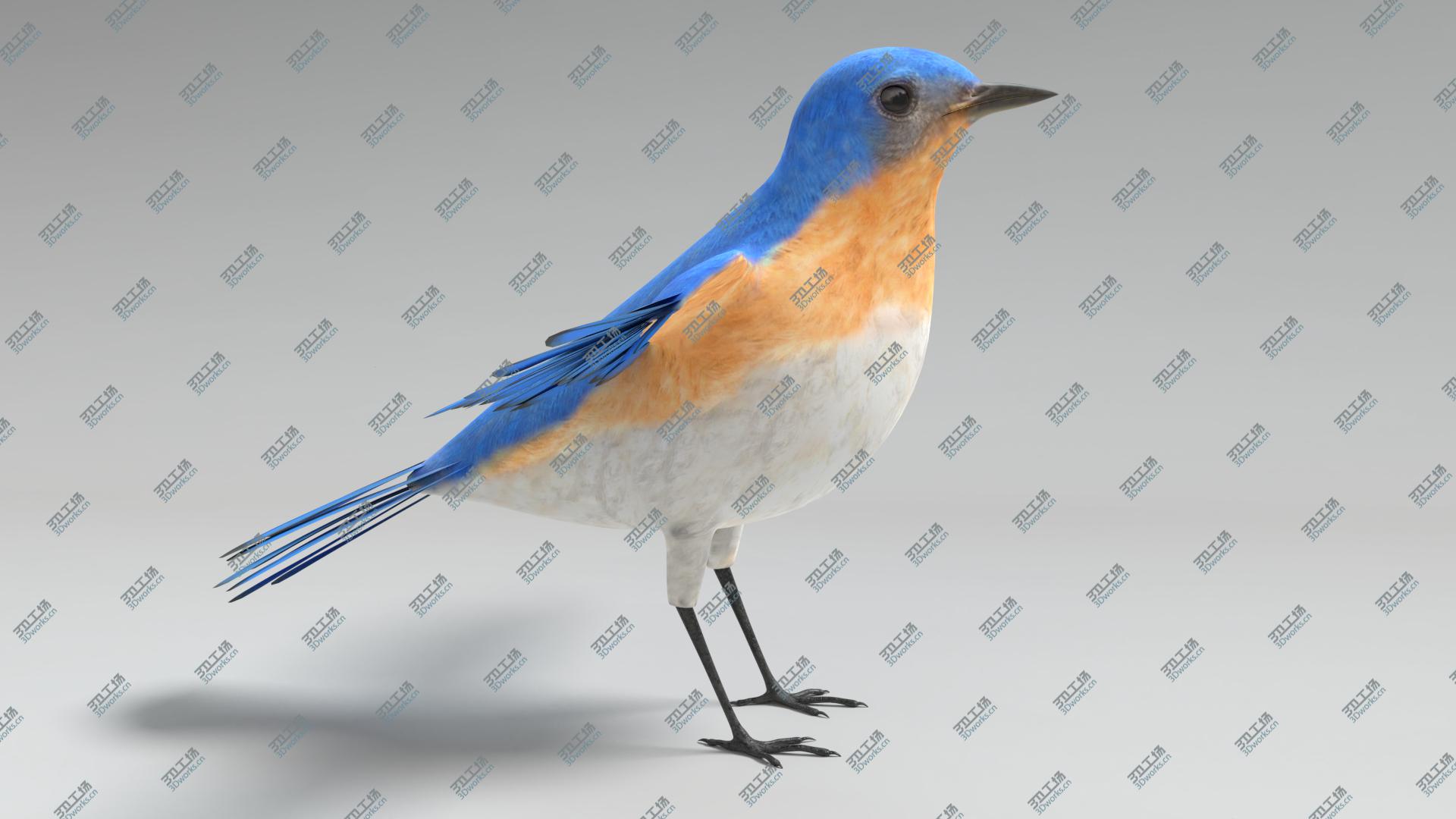images/goods_img/202104021/3D Bluebird Animated model/3.jpg